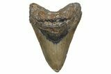 Serrated, Fossil Megalodon Tooth - North Carolina #345654-1